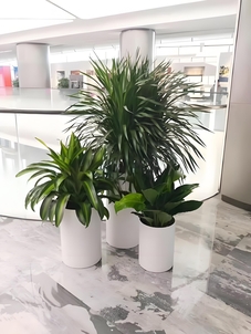 深度剖析江北绿植租赁哪家好，这家优势尽显，速围观！